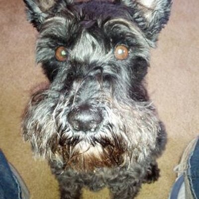 Profile Picture of Bruce Swanson (@steamboatinn) on Twitter