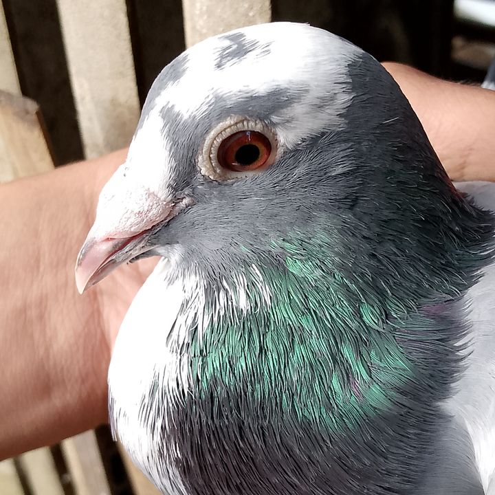 Profile Picture of johnloft🕊️ (@johnloft06) on Tiktok