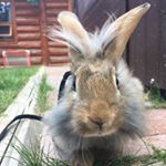 Profile Picture of Stuart Da Cutie Pa Tootie🐾 (@stuart.bunnyrabbit) on Instagram