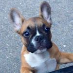 Profile Picture of Koda James (@koda.the.frenchie) on Instagram