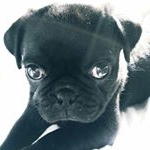 Profile Picture of Hercules Lin Richardson (@mrhercules.thepug) on Instagram