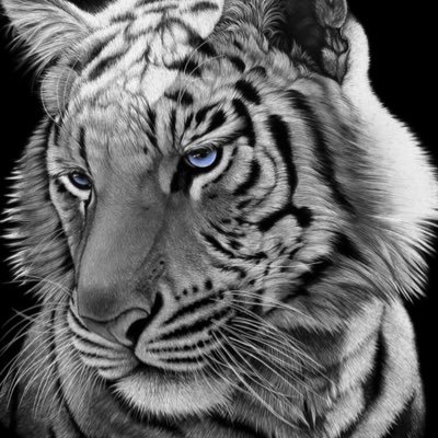 Profile Picture of Zachary Jeffers (@Dank_Meme21) on Twitter