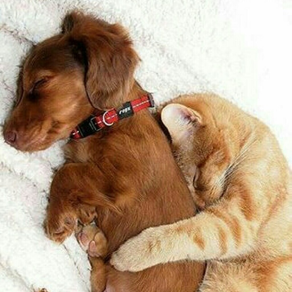 Profile Picture of Aneday Gonzalez (@ane0703) on Poshmark