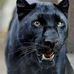 Profile Picture of Black Panther (@black.panther.758) on Facebook