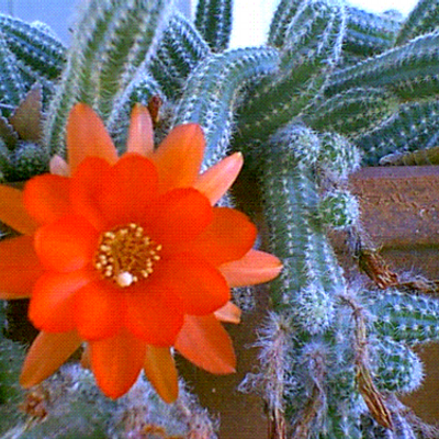 Profile Picture of Crystle Smith (@Nfinite_Crystle) on Twitter