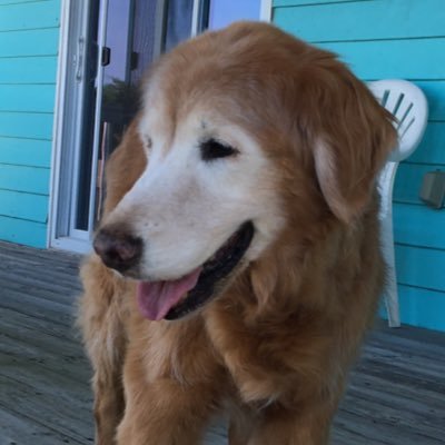 Profile Picture of Allison Spohn (@allispohn) on Twitter