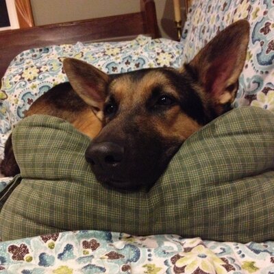 Profile Picture of Michael Lapierre (@LapierreCox) on Twitter