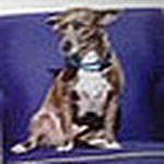 Profile Picture of Karen  Roberts (@louiethelittlebluedog) on Flickr