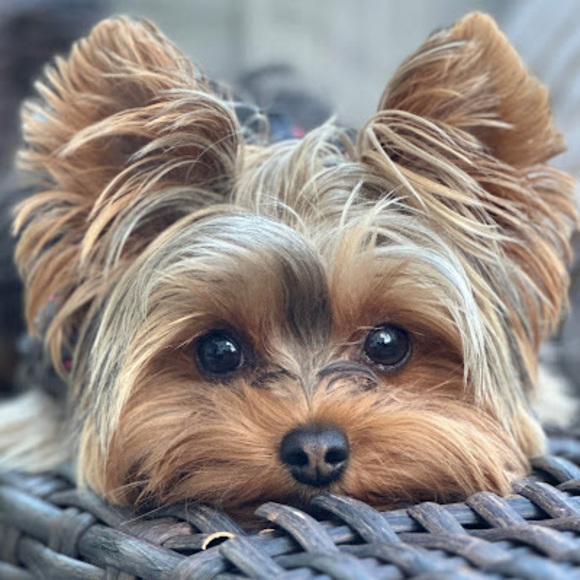 Profile Picture of Michele Nozzarella (@mnozzarella) on Poshmark