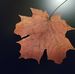Profile Picture of Marsha Ellstrom (@Marsha-Ellstrom) on Facebook