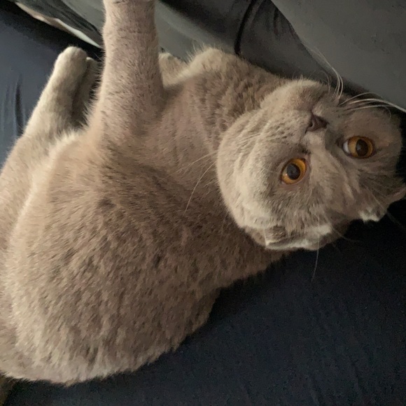 Profile Picture of Corynn Pierre (@rynnyrynn) on Poshmark