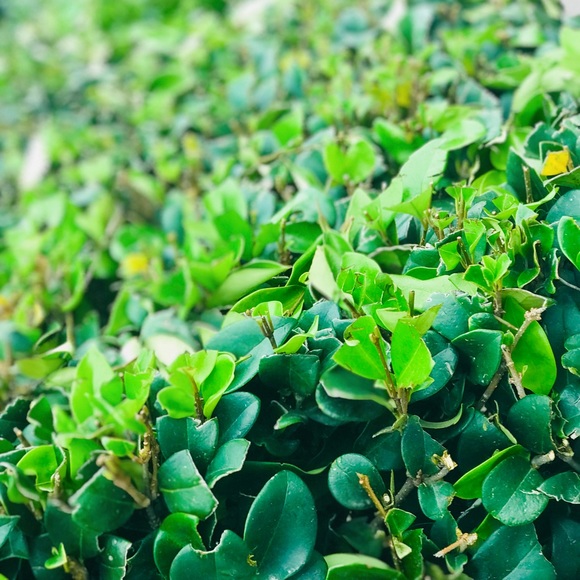 Profile Picture of Rene Arambulo (@rene_ara) on Poshmark