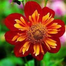 Profile Picture of Janet Phillips (@janet.phillips.169) on Facebook