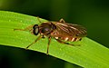 Profile Picture of Xylophagidaeon Wikipedia