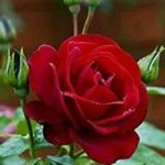 Profile Picture of Eugene rife (@eugenerife) on Instagram