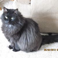 Profile Picture of Shirley Hoadley (@sahoadley) on Pinterest