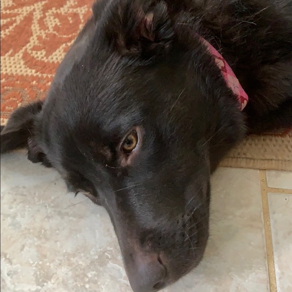 Profile Picture of Colleen Hubble (@turtlegirl224) on Poshmark