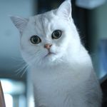 Profile Picture of Echo (@echo_chen_) on Instagram