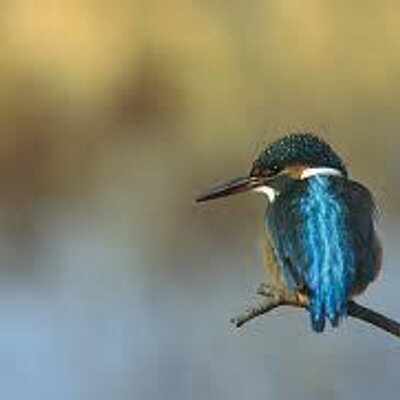 Profile Picture of Jean Marc Merle (@jm_merle) on Twitter