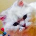 Profile Picture of Anna Serizaki (@Anna-Serizaki) on Facebook