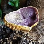 Profile Picture of Lz775 (@lz775) on Flickr