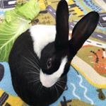 Profile Picture of mandy_masons Hunbuns (@mandy_masons_hunbuns) on Instagram