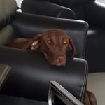 Profile Picture of Joy Beck (@pointer_joy) on Instagram