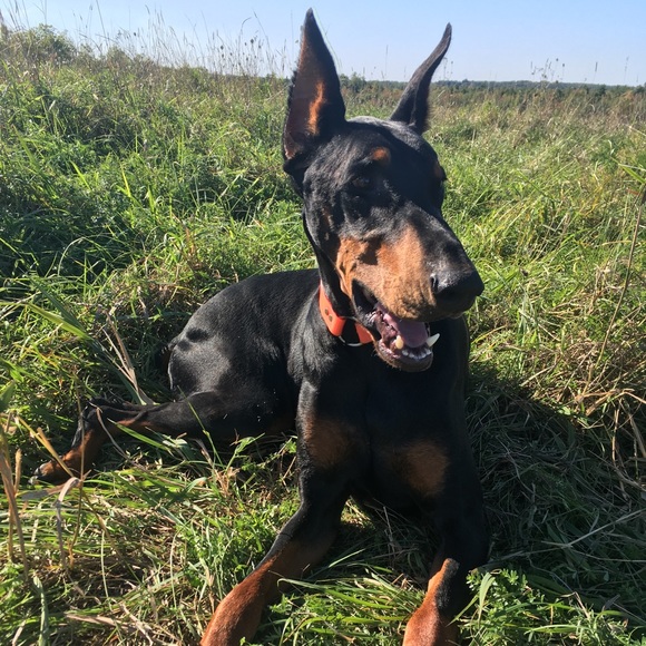 Profile Picture of Amanda Lorusso (@gwynn93) on Poshmark