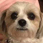 Profile Picture of Thomas Bradford (@thomas_.bradford) on Instagram