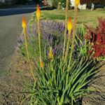 Profile Picture of Cindy Cunningham (@cindycspeechie) on Instagram