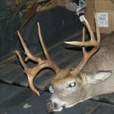 Profile Picture of RANDY MAHAFFEY (@RUBLINE_35) on Twitter