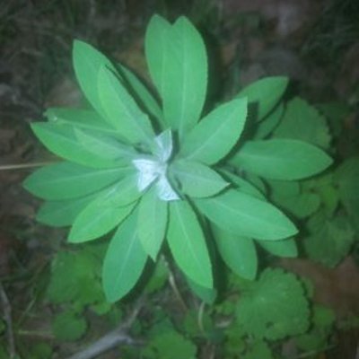 Profile Picture of Elif Cakir (@elifcakir255) on Twitter