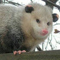 Profile Picture of Chad Messer (@chad-messer-6) on Quora