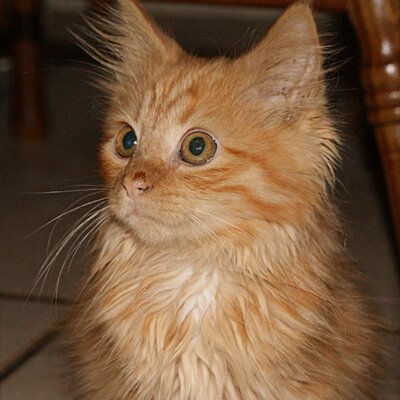 Profile Picture of Beverly Walters (@peninkbev) on Twitter