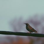 Profile Picture of Robin Coady (@robin.coady) on Instagram