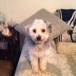Profile Picture of Dinah Stevenson (@ladybugdinah) on Instagram