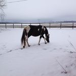 Profile Picture of Jennifer Appleton (@jaahrs) on Instagram