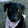 Profile Picture of Eric Trapp (@trapperic) on Pinterest
