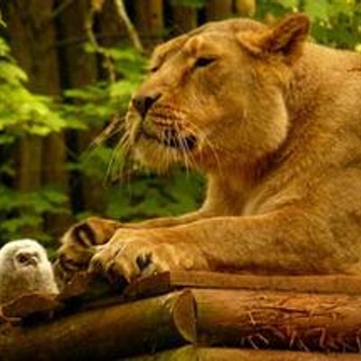 Profile Picture of Ariel Nicholas (@Ariel2112) on Twitter