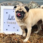 Profile Picture of Zoë Schaeffer (@sitandstayawhilestl) on Instagram