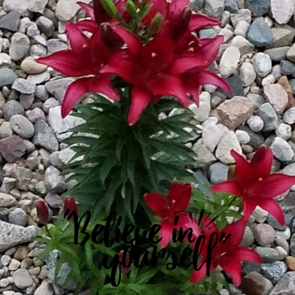 Profile Picture of Joyce Holmes (@joyceholmes8290) on Poshmark