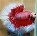 Profile Picture of Ralph Betta (@ralph.betta) on Facebook