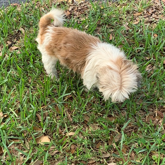 Profile Picture of Tashanna Higgins (@tashannahiggins) on Poshmark