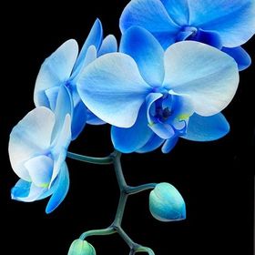 Profile Picture of Jacquelyn Thomson (@jackiethomson2) on Pinterest