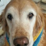 Profile Picture of Lillie Senior Golden Girl (@tailwagginglillie) on Instagram