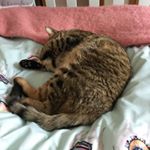 Profile Picture of Amelia Hogg (@honking_hogg) on Instagram