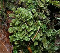 Profile Picture of Scapaniaon Wikipedia