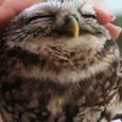 Profile Picture of Joan Stephens (@rosamond_joan) on Twitter