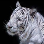 Profile Picture of Brad Bookenfooken Bakken (@whereever_i_may_roam2006) on Instagram