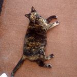 Profile Picture of Sonja lloyd (@sonjalloyd2628) on Instagram